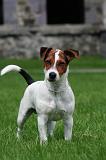 JACK RUSSEL 324